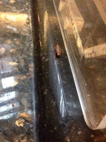 Student asked by resident director to remove Facebook photo of insect in Miller dining hall