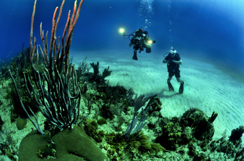 Coral on brink of extinction as ocean temps rise