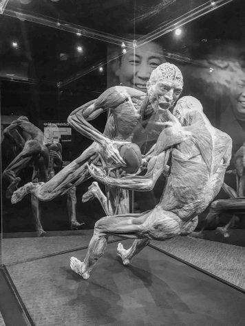 Preserved bodies displayed in latest exhibit