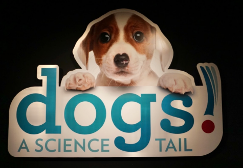 Museum of Science unleashes new canine-themed exhibit