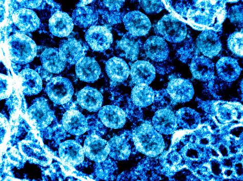 Novel Coronavirus SARS-CoV-2