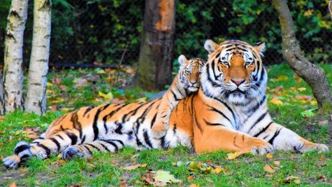 A tiger and her cub.