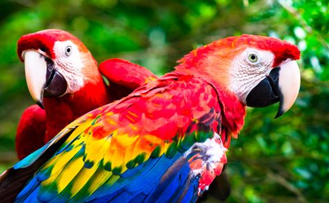 Two Macaws stay close together in the jungle.