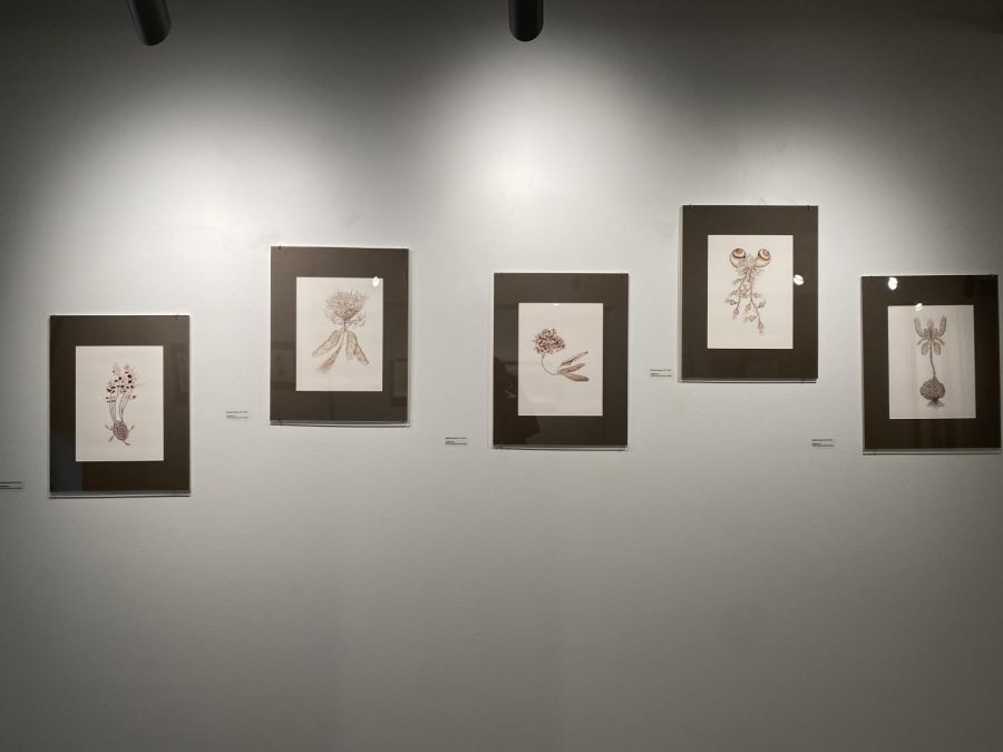 Michelle Samours drawings displayed at “Poetic Botany: Artists and Plants.