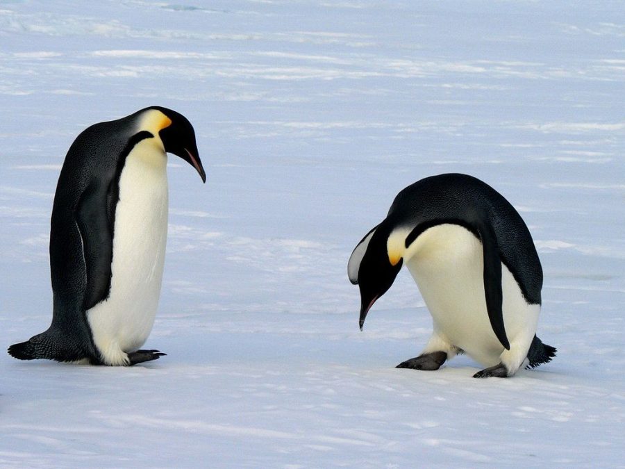 Two emperor penguins wander across the Antarctic landscape. 