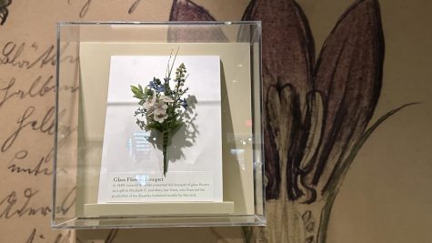 Glass flowers on display at the Harvard Museum of Natural History.