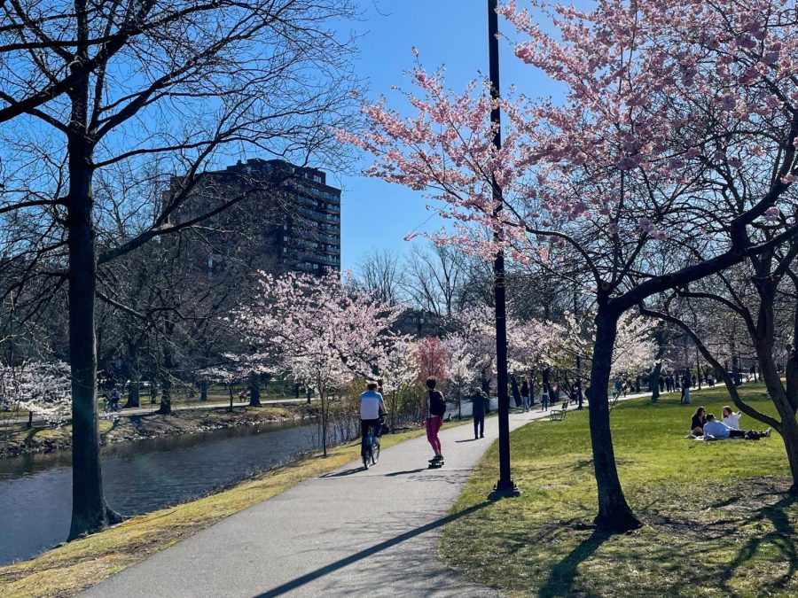 Trees blooming in the Common during springtime.