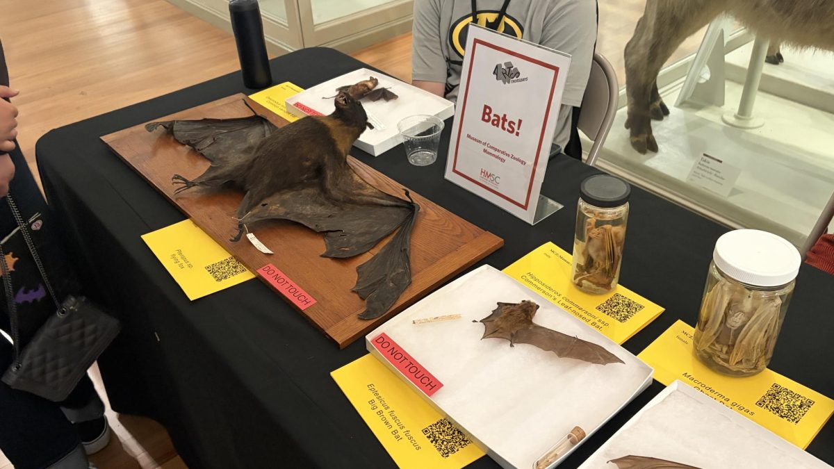 Bats on display at The Harvard Museum of Natural History for Halloween night Oct. 23.