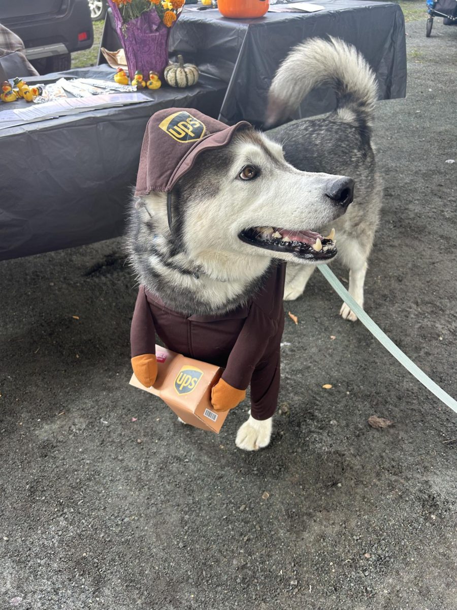 Nelson dressed up as a UPS driver for Barktober Halloween Pup Party and Parade.